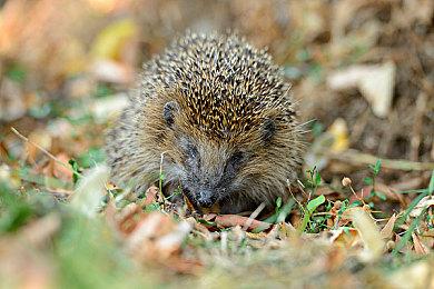 《少女☆歌剧 Revue Starlight》确定年内推出改编游戏