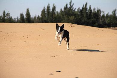 《怪物猎人：荒野》第一次大型更新4月4日上线
